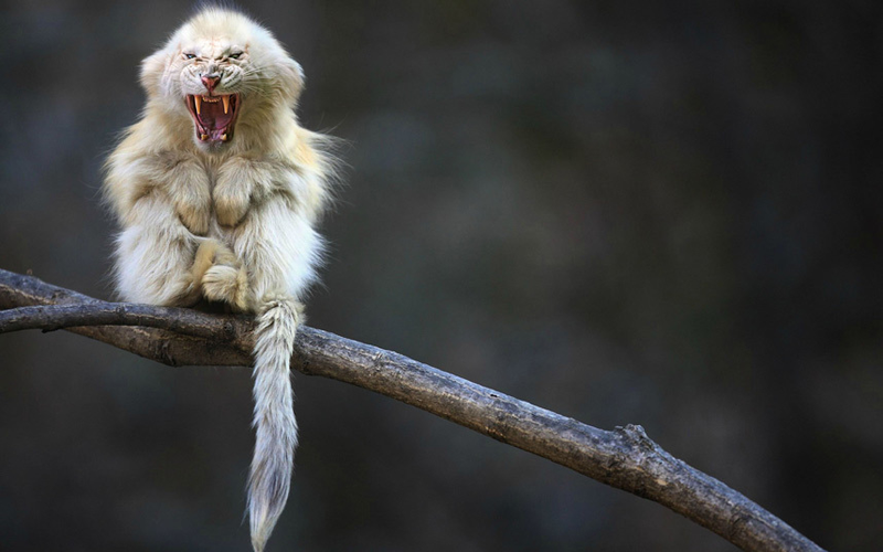 Illustration for article titled Common Animals Morphed Into Terrifying New Species